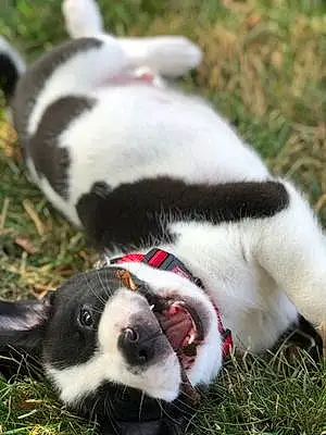 Name Beagle Dog Fang