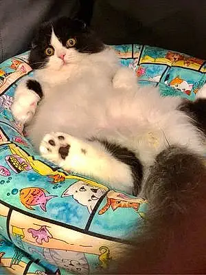 Name Scottish Fold Cat Figaro