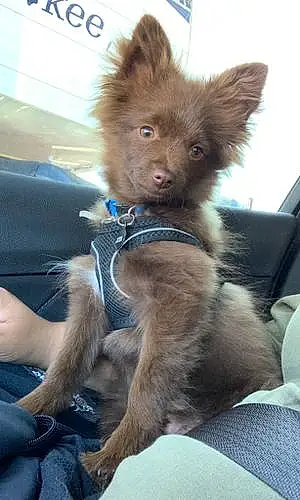 Name Pomeranian Dog Groot