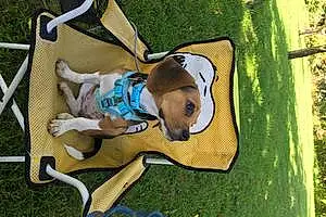 Name Beagle Dog Fern