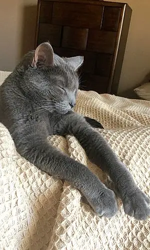 Name Russian Blue Cat Brantley