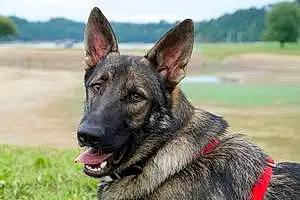 Name German Shepherd Dog Floki
