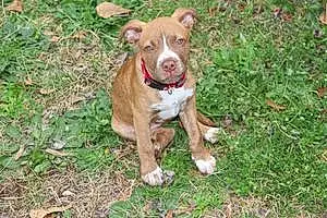 Name Pitt Bull Terrier Dog Indie