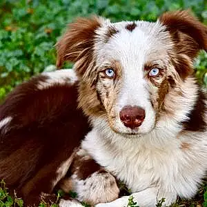 Name Australian Shepherd Dog Kai