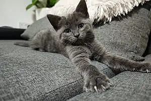 Name Cat Bluey