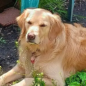 Golden Retriever Dog Cooper