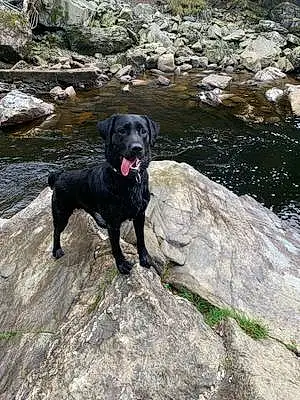 Name Labrador Retriever Dog Angus