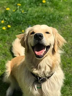 Name Golden Retriever Dog Harold
