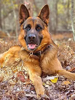 Name German Shepherd Dog Denali