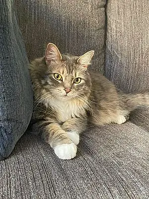 Name Maine Coon Cat Deebo