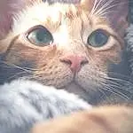 Head, Cat, Eyes, Felidae, Carnivore, Human Body, Small To Medium-sized Cats, Whiskers, Iris, Ear, Fawn, Comfort, Snout, Domestic Short-haired Cat, Terrestrial Animal, Furry friends, Eyelash, Wrinkle, Paw