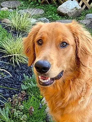 Name Golden Retriever Dog Hudson