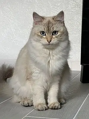 Name Siberian Cat Cloud