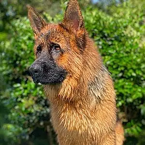 Name German Shepherd Dog Kota