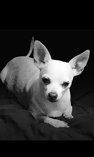 Name Chihuahua Dog Eva