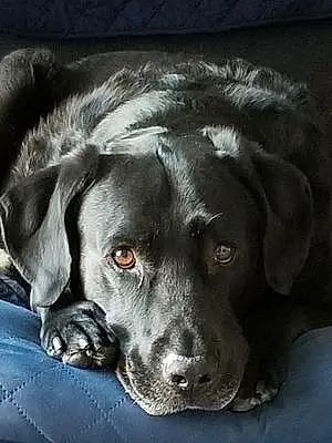 Name Labrador Retriever Dog Brooks