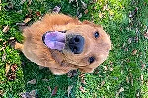 Name Golden Retriever Dog Fisher