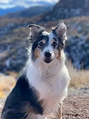 Name Australian Shepherd Dog Drago