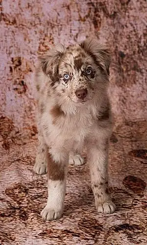 Name Australian Shepherd Dog Hudson