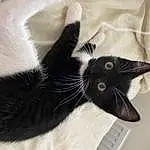 Cat, Felidae, Carnivore, Comfort, Grey, Small To Medium-sized Cats, Whiskers, Ear, Snout, Tail, Black cats, Furry friends, Domestic Short-haired Cat, Claw, Linens, Paw, Wall Plate, Black & White, Computer Keyboard