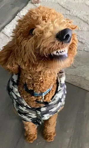 Name Goldendoodle Dog Kobi