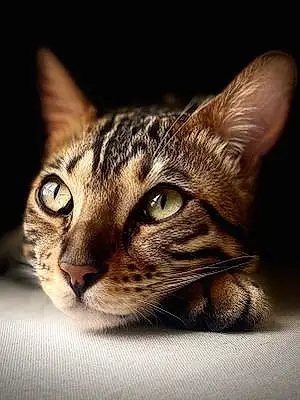 Name Bengal Cat Felicia