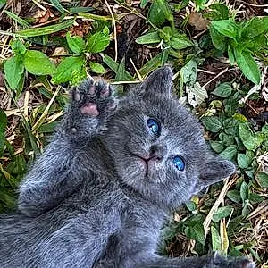 Name Russian Blue Cat Dory