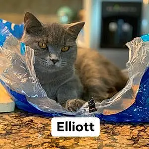 Name British Shorthair Cat Elliott