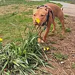 Plant, Dog, Tire, Wheel, Car, Carnivore, Dog breed, Working Animal, Vehicle, Grass, Fawn, Collar, Tree, Companion dog, Tail, Road Surface, Fender, Soil, Pet Supply, Canidae