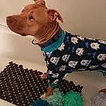 Dog, Carnivore, Sleeve, Dog breed, Working Animal, Dog Clothes, Fawn, Companion dog, Pattern, Dog Supply, Snout, Liver, Electric Blue, Art, Linens, Terrestrial Animal, Canidae, Toy, Furry friends