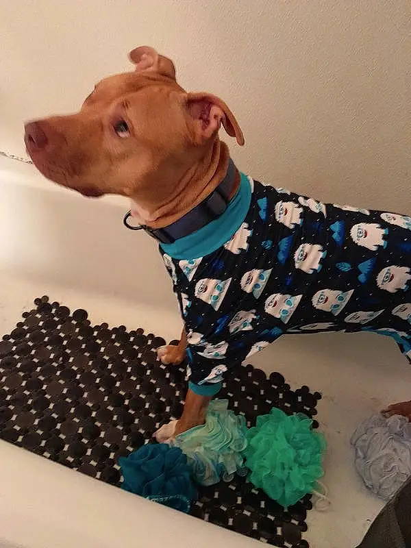 Dog, Carnivore, Sleeve, Dog breed, Working Animal, Dog Clothes, Fawn, Companion dog, Pattern, Dog Supply, Snout, Liver, Electric Blue, Art, Linens, Terrestrial Animal, Canidae, Toy, Furry friends