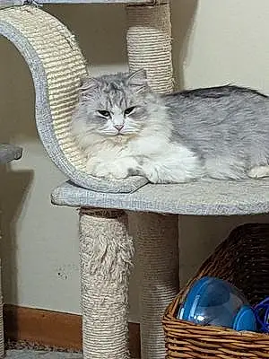Persian Cat Simon