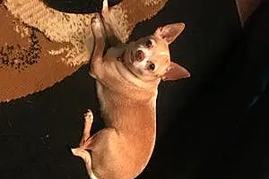 Name Chihuahua Dog Lexie