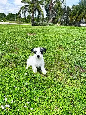Name Jack Russell Dog Cowboy