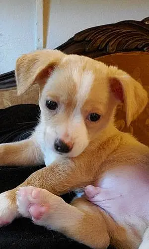 Name Chihuahua Dog Riley