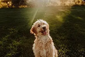Name Goldendoodle Dog Dutch