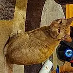 Cat, Felidae, Carnivore, Small To Medium-sized Cats, Whiskers, Fawn, Snout, Tail, Wood, Water Bottle, Domestic Short-haired Cat, Plant, Furry friends, Mechanical Fan, Claw, Trunk, Canidae, Nap