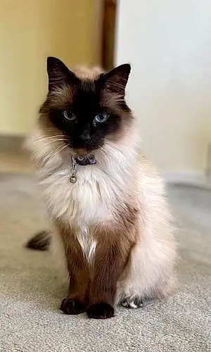 Name Oriental Longhair Cat Gwen