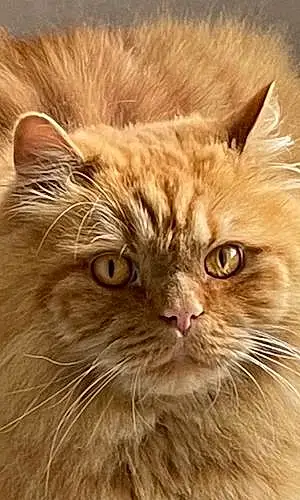 Name Persian Cat Fergie