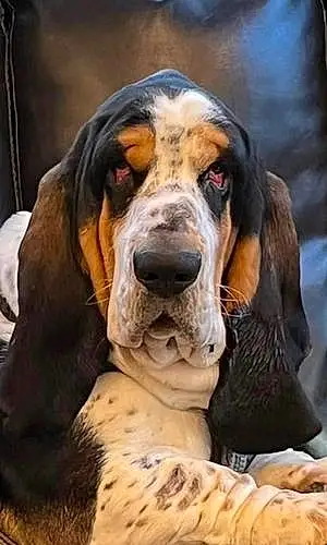Name Basset Hound Dog Boudreaux