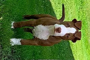 Name American Staffordshire Terrier Dog Dino
