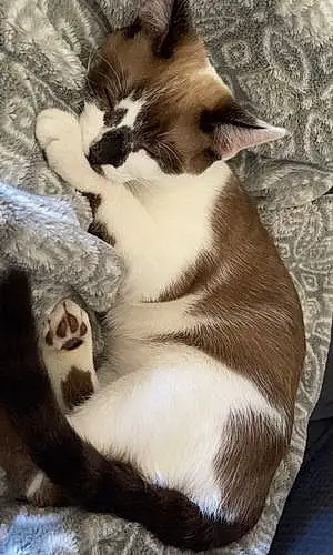 Name Siamese Cat Inky