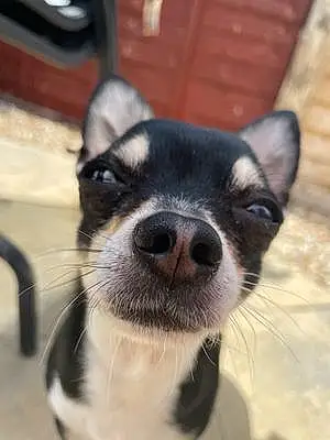 Name Chihuahua Dog Binky