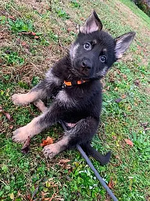 Name German Shepherd Dog Jäger
