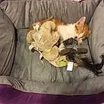 Cat, Comfort, Carnivore, Felidae, Small To Medium-sized Cats, Fawn, Dog breed, Companion dog, Whiskers, Linens, Luggage And Bags, Bag, Tail, Furry friends, Domestic Short-haired Cat, Paw, Canidae, Room, Blanket