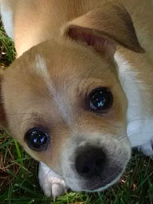 Name Chihuahua Dog Anubis