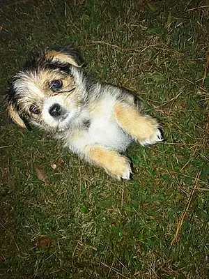 Name Yorkshire Terrier Dog Handsome