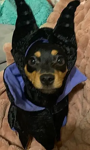 Name Chihuahua Dog Clementine