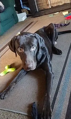 Name Labrador Retriever Dog Champ