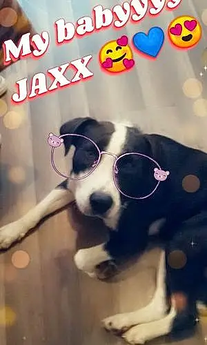 Name Pitt Bull Terrier Dog Jaxx